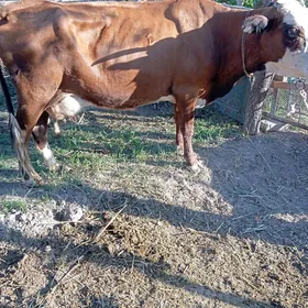 Saglyk sygyr