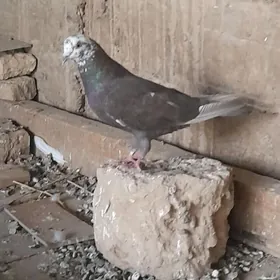 kepderi