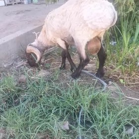 koçkar