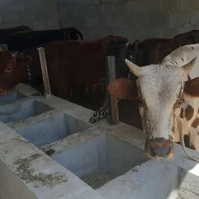 öküz
