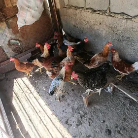 yaş koraz