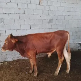 TOHUM MEYDAN OKUZCELER