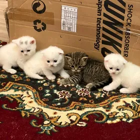 шотландские котята