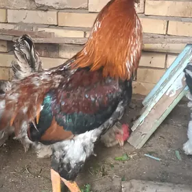 хораз