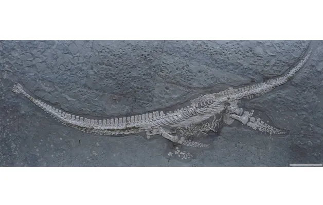 Paleontologlar deňiz süýrenijileriniň näbelli görnüşini tapdylar. Onuň gaňňyly baryp 1978-nji ýylda tapylypdy