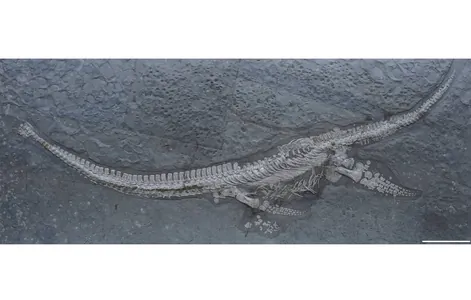 Paleontologlar deňiz süýrenijileriniň näbelli görnüşini tapdylar. Onuň gaňňyly baryp 1978-nji ýylda tapylypdy