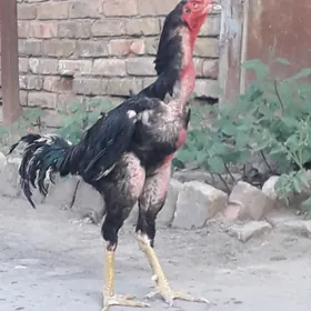 horaz