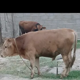 Öküz 1 ÿaşap gecen