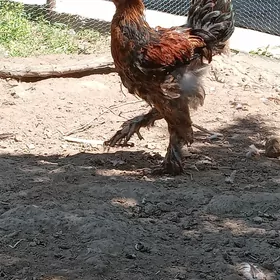 Brama