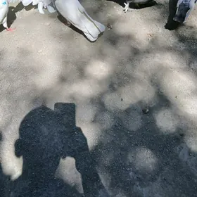 kepderı