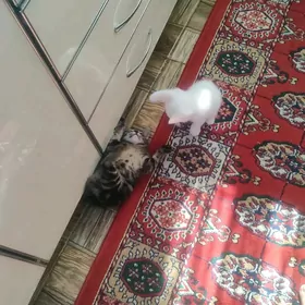 котенок 2 мальчика
