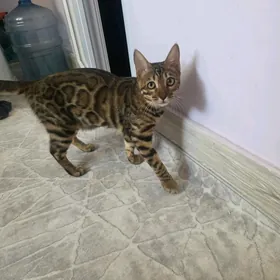 bengal pisik