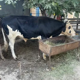 Öküz