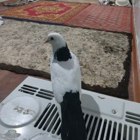 KEPDERI.