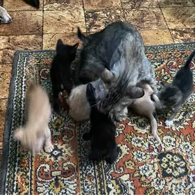 добрые руки