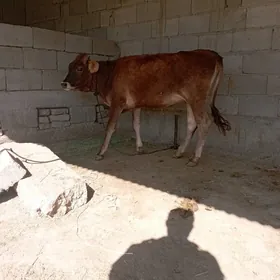 tüwe