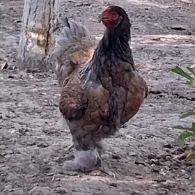 brama