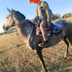 Maksatly