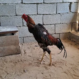 Taşkent horoz