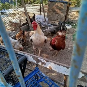 horaz
