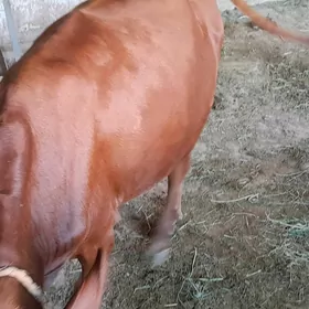 Oküz