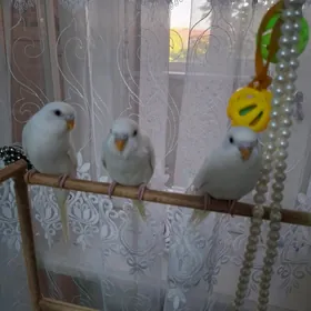 Gushlar