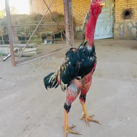 horaz