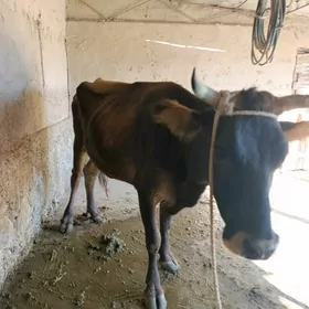 Sygyr goleli tuwe hem bogaz