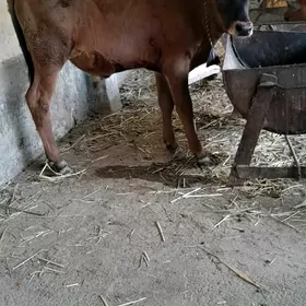 şwes öküz