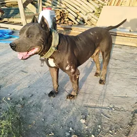 pitbul