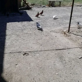kepderi