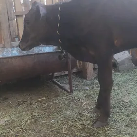 ökuzce