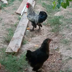 Brama towuk horoz