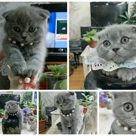 Шотландские вислоухие котята