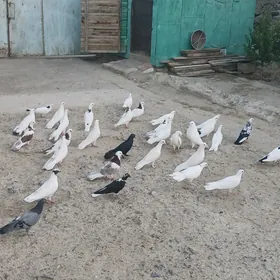 kepderi