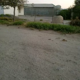 Satlyk jay / Ak bugdaý etraby