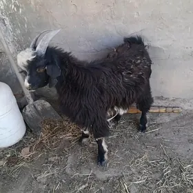 Козлик, Çebiş