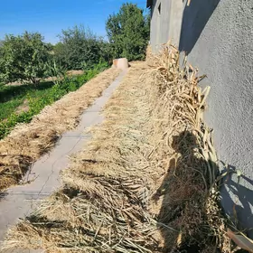 маль оты