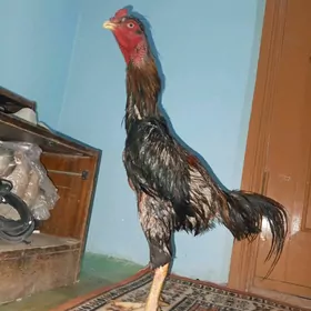 püp-brazil
