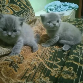 кошки
