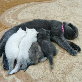 котята