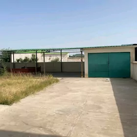 Coganly kotez