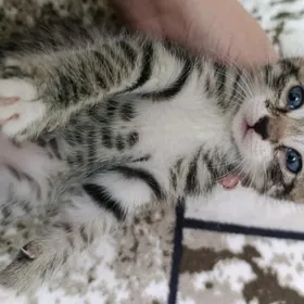котик в добрые ручки