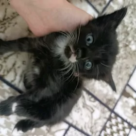 котик в добрые ручки