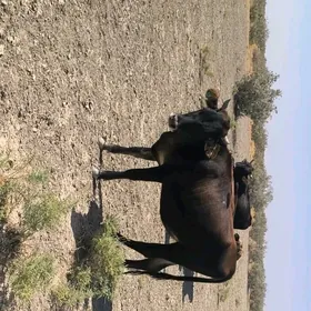 Tüwe