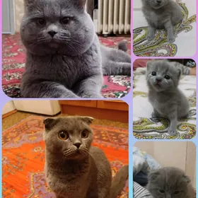 чистокровные британцы
