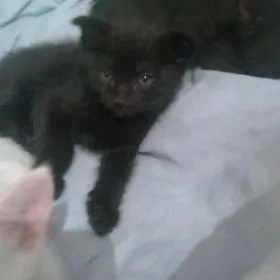 Веслоухие котята