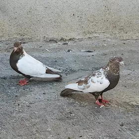 kepderi