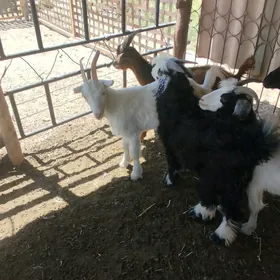 cebisler