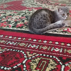 кошка
